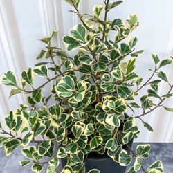 Variegated Triangle Ficus