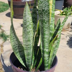 Plant Sneak 