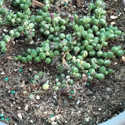 Variegated Strings Of Pearls 