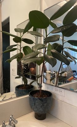 Rubber Plant With Pot 