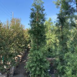 Fern Pine Privacy Hedge