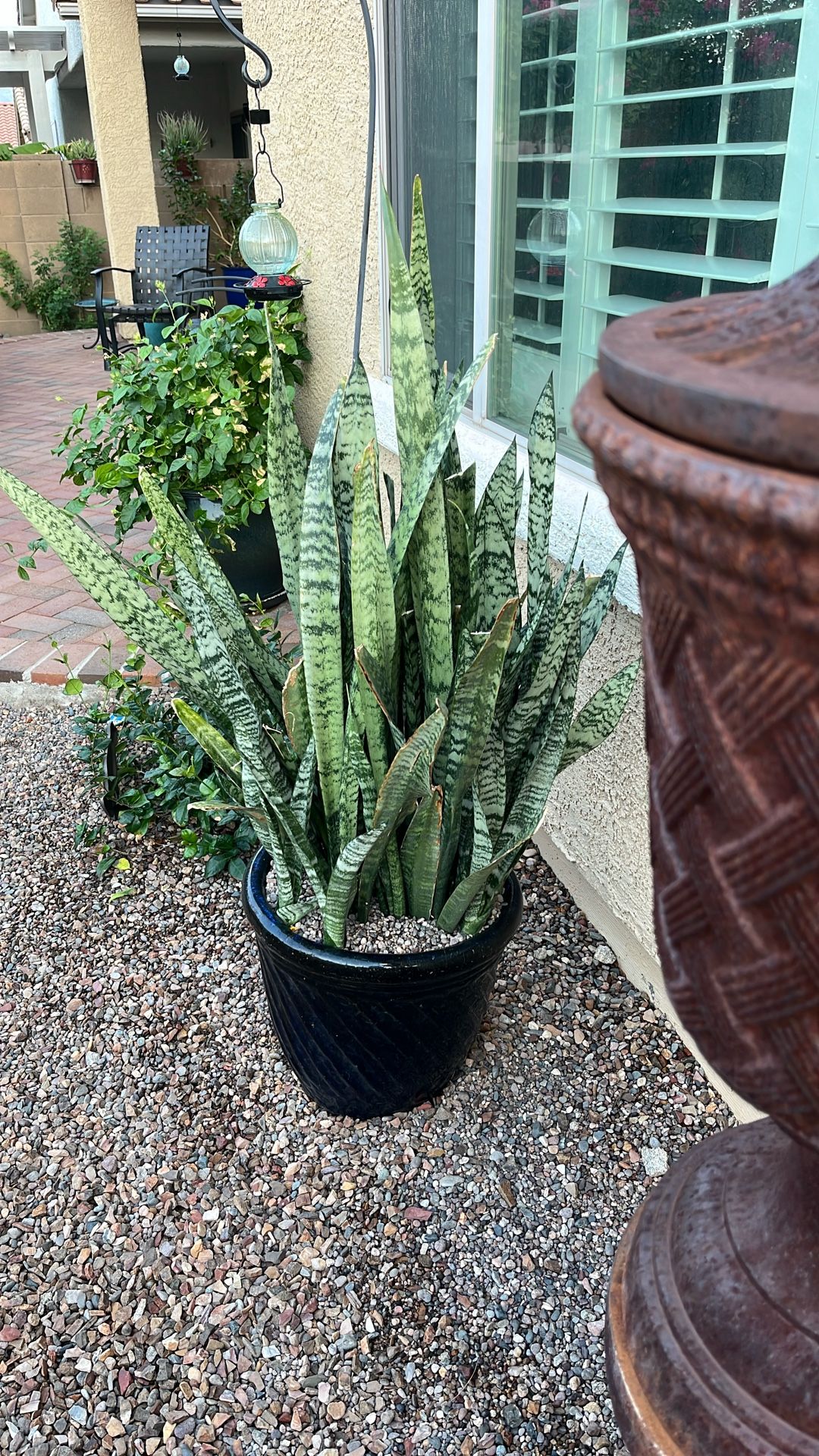 SNAKE PLANT IN POT - HUGE