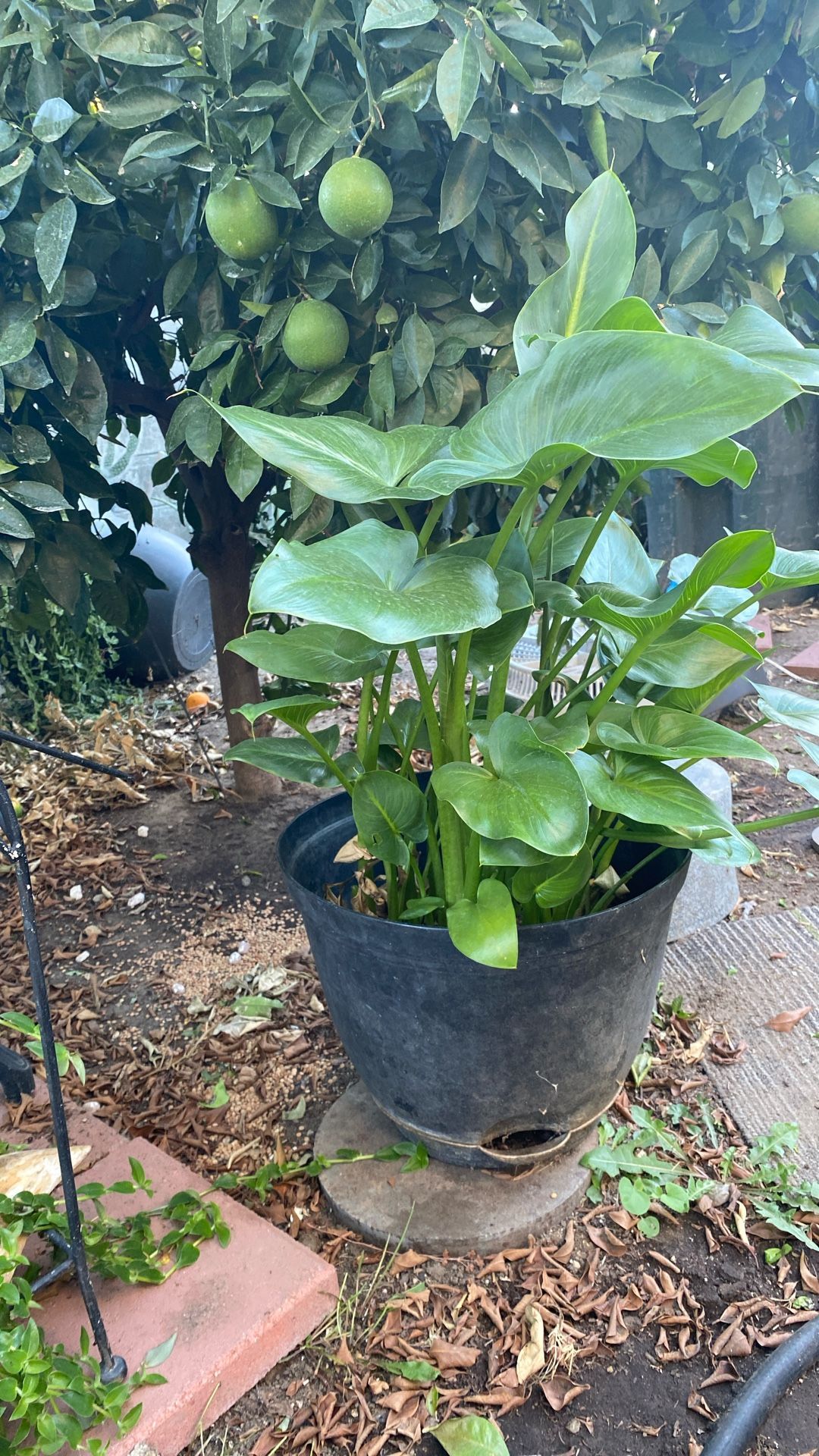 Beautiful Plant With A lot