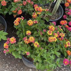 Lantanas Hybrids 
