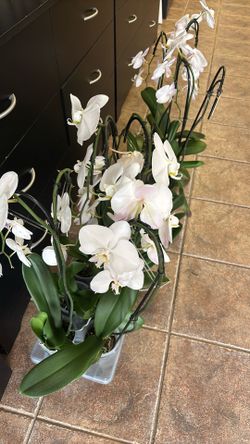 Orchids