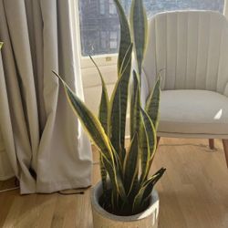 Snake Plant 