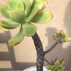 Succulent Plant 
