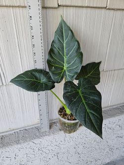 Alocasia Regal Shield Plant (Elephant Ear)