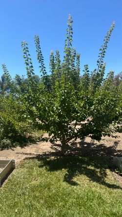 MATURE Peach tree, pomegranate tree, apricot trees, plum trees FOR SALE