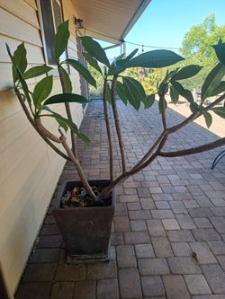 Plumaria