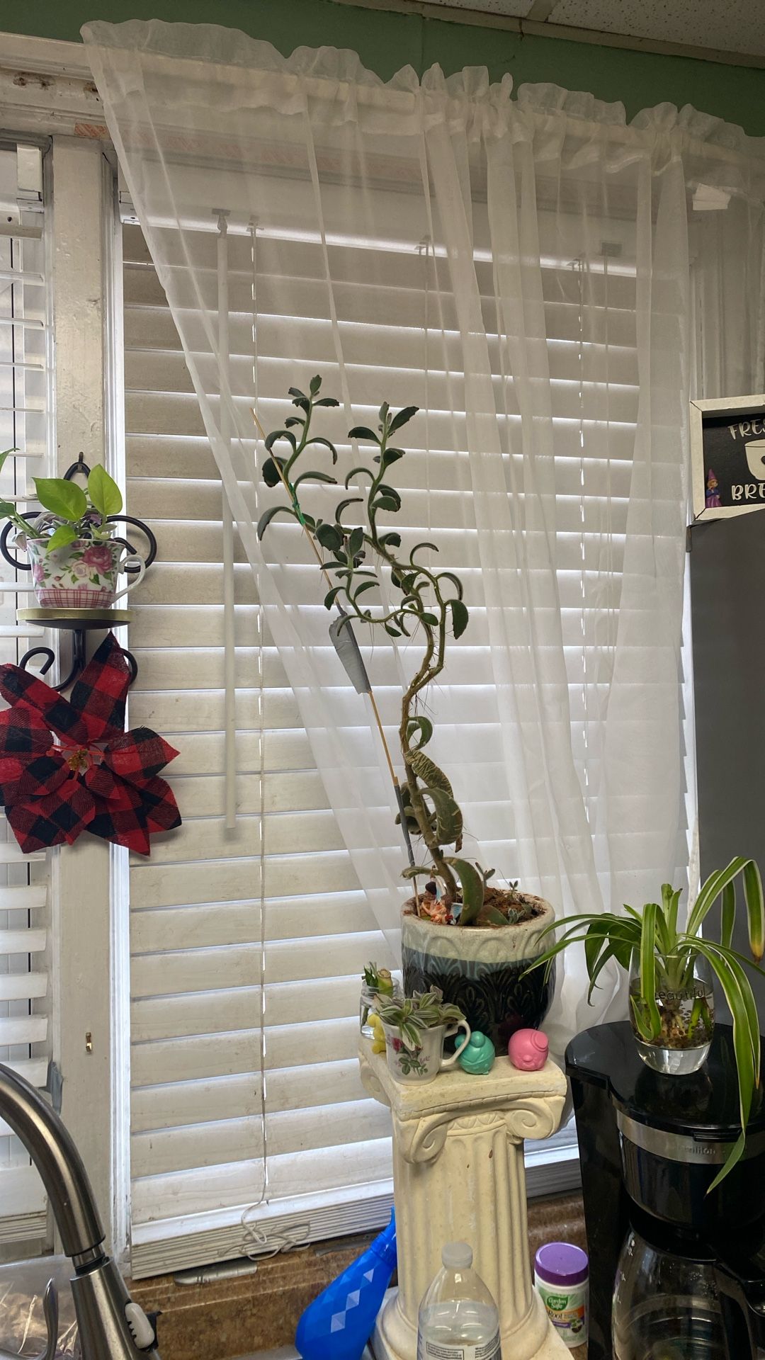 Panda Plant/kalanchoe Tomentosa Cutting