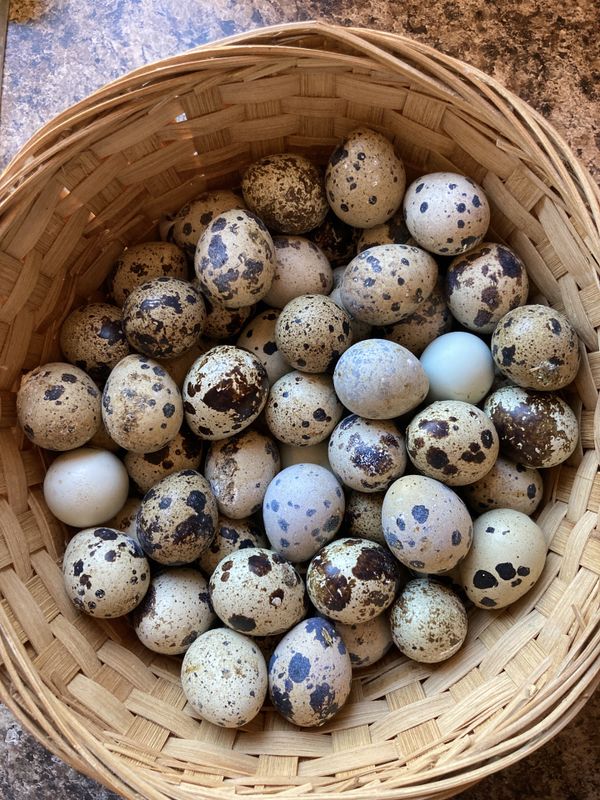quail eggs for sale quail eggs for sale