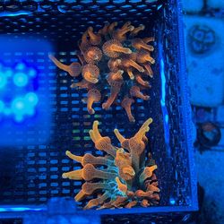 Fake Saltwater Aquarium Decoration