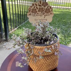 Pink Callisia Plant $20