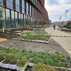 Draught Tolerant Plants 12"X12" Lava Rock Cubes Ea