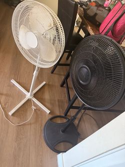 Fans
