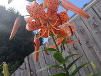 Tiger lilly bulbus- fresh picked 🌻