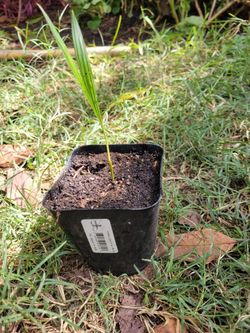 King Palm Tree Sprouts