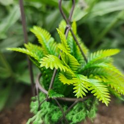 New Miniature Fairy Garden Plant Stake with Fern