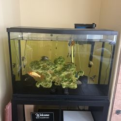 Fish Tank With Everything Included