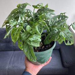 Reviews Swiss Cheese Plant - Monstera adansonii