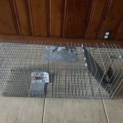 racoon trap