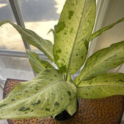 Diffenbachia Camouflage Plants