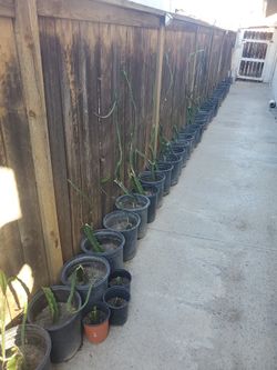 Rooted WHITE Dragonfruit