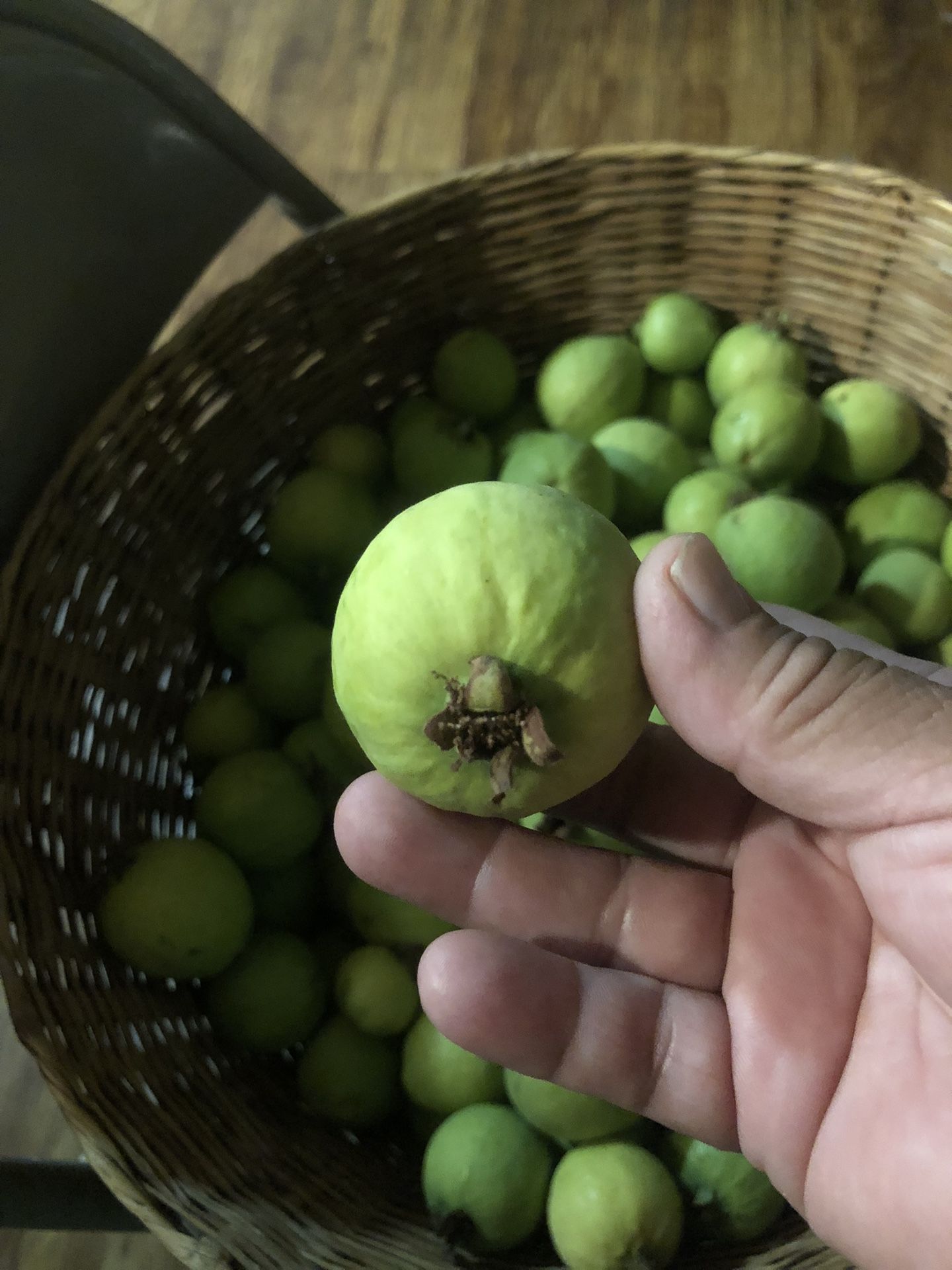 Guayaba