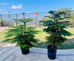 Norfolk Island Pine Trees