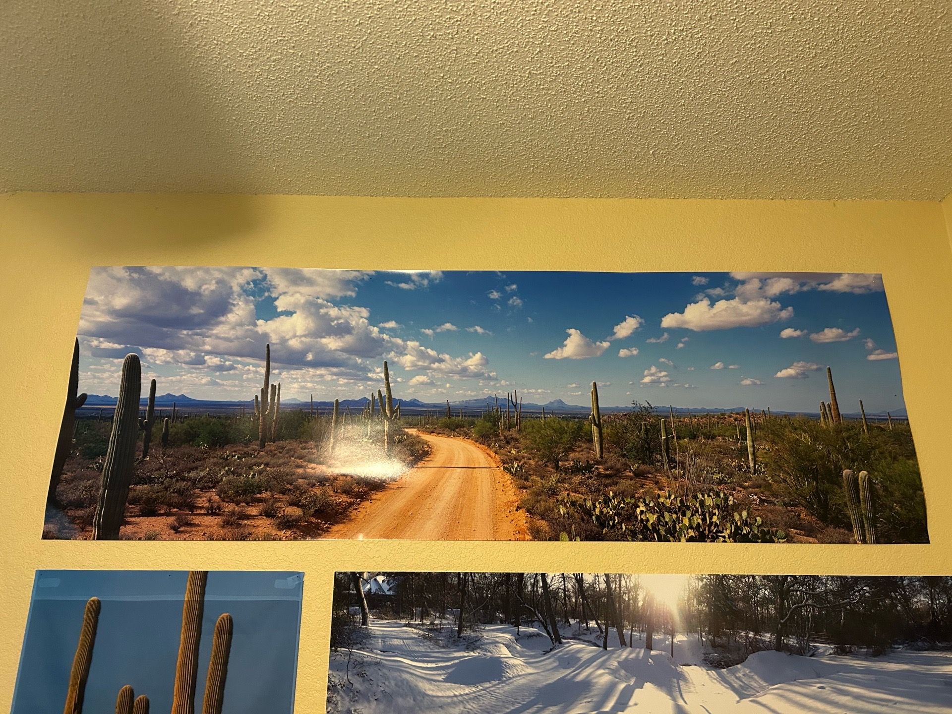 Cactus Poster