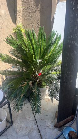 Big sago plant