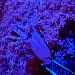 Pom Pom Xenia Fake Coral Frag Decor