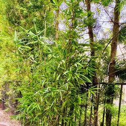 Mature Giant Timber Bamboo Plants In A Beautiful Ceramic Blue Planter
