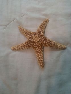 A Star fish.