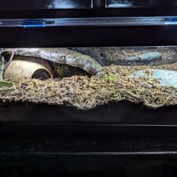 Terrarium 