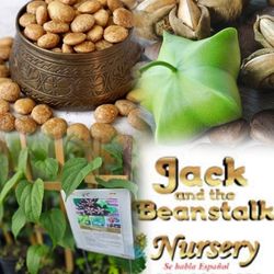 inka nut  Plant  in 3gal Blooming 