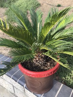 Big & Healthy Sago Palms Multiple Selections