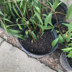 Plantas De Betunáis Mexicana Y Oreja De Elefante 10$ Y 5$