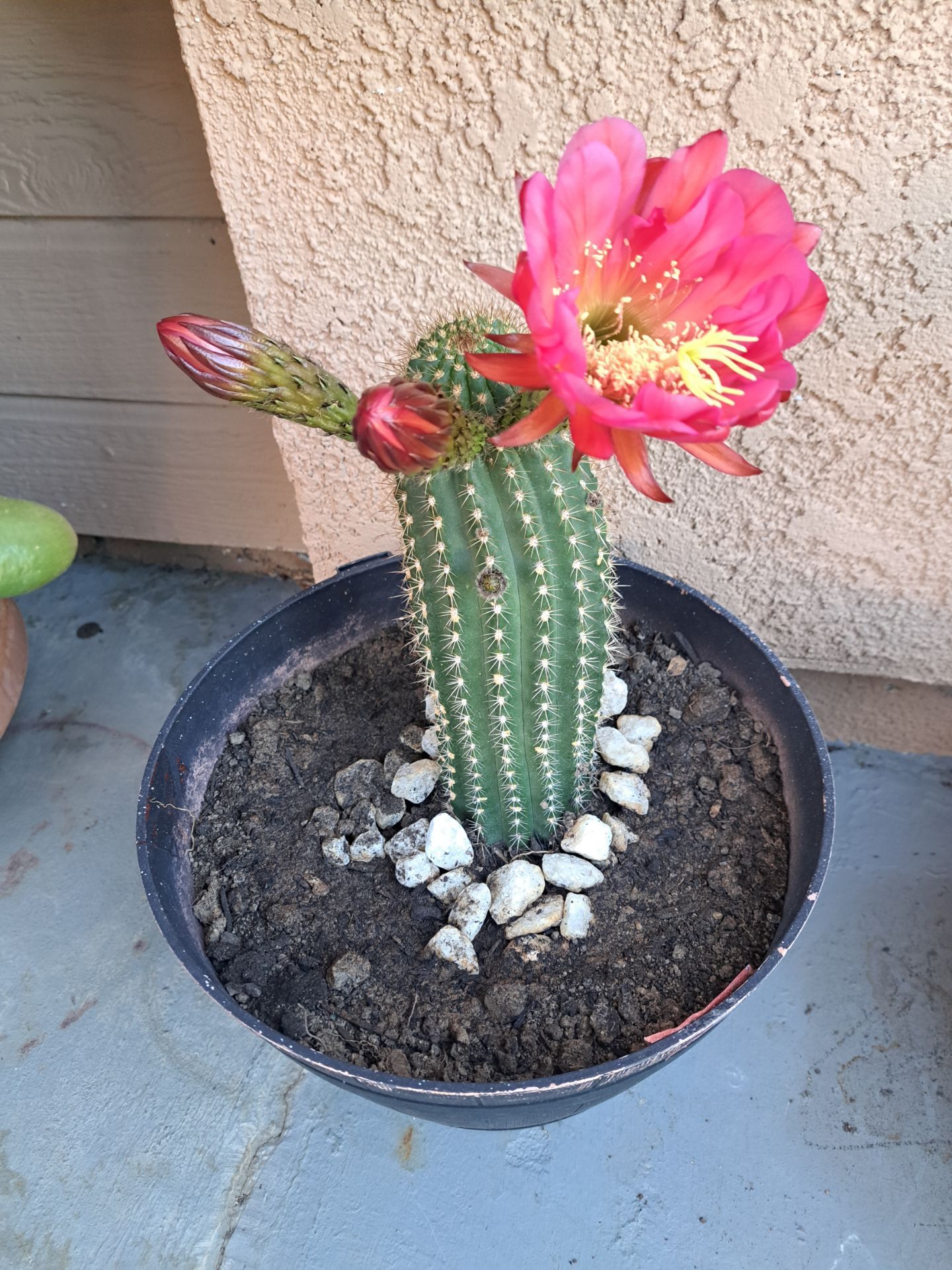 Cactus Floreando