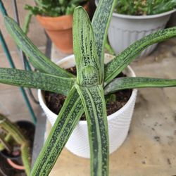 Gasteria Succulent 