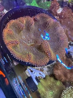 Fake coral decoration for reef tank