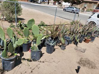 Nopal Cactus, Agave, Aloe Vera