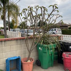 Plumeria