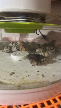 Quail Eggs