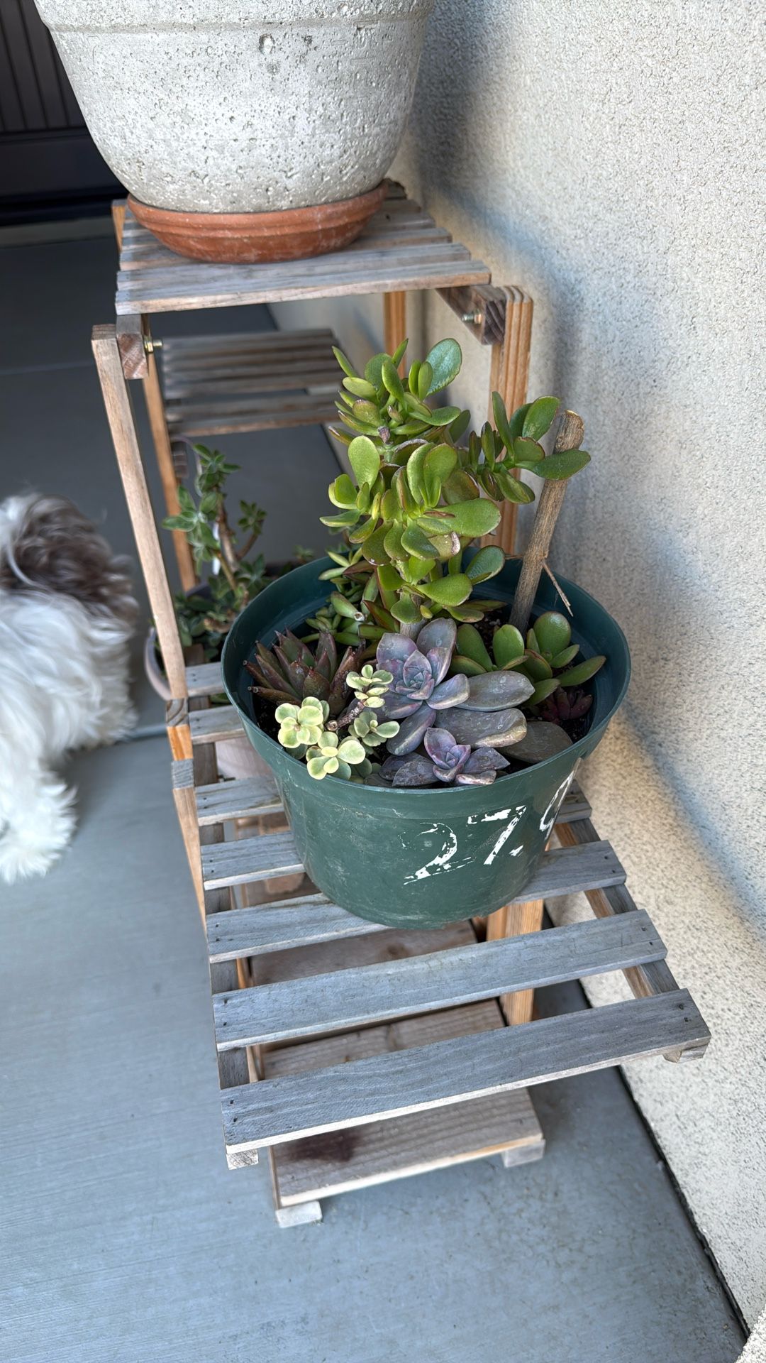 Rooted Mixed Succulents, Great Decoration