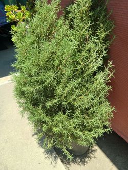 ROSEMARRY  PLANT