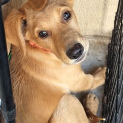 Dog Crate 