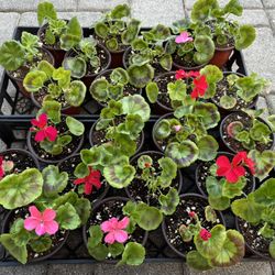 Geranium Starter Plants in 4" Pots