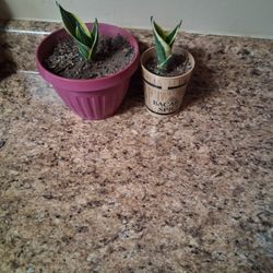 Snake Plant/ Lengua De Suegra